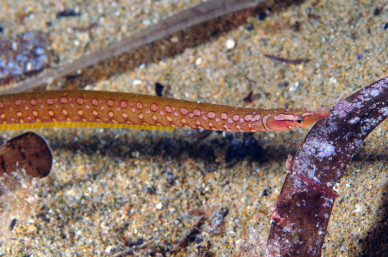 Pesce ago in riproduzione: Nerophis maculatus